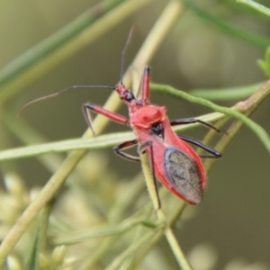 Gminatus australis at Hughes, ACT - 9 Feb 2021 11:57 AM