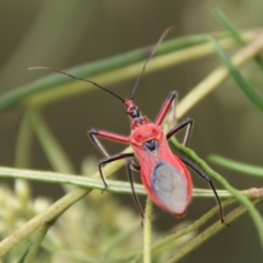 Gminatus australis at Hughes, ACT - 9 Feb 2021 11:57 AM