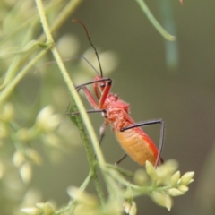 Gminatus australis at Hughes, ACT - 9 Feb 2021 11:57 AM