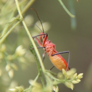 Gminatus australis at Hughes, ACT - 9 Feb 2021