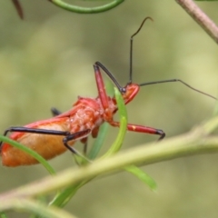 Gminatus australis at Hughes, ACT - 9 Feb 2021