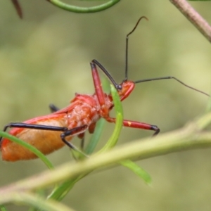 Gminatus australis at Hughes, ACT - 9 Feb 2021