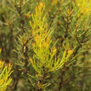 Hakea microcarpa at Bimberi, NSW - 6 Feb 2021