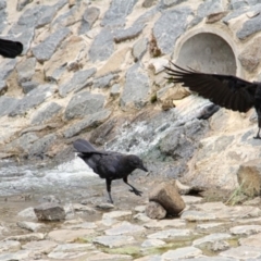 Corvus coronoides (Australian Raven) at Throsby, ACT - 9 Feb 2021 by davobj