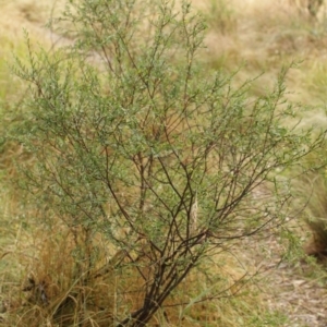 Pimelea linifolia at Bimberi, NSW - 6 Feb 2021