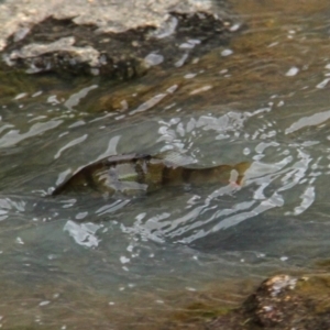 Perca fluviatilis at Throsby, ACT - 9 Feb 2021