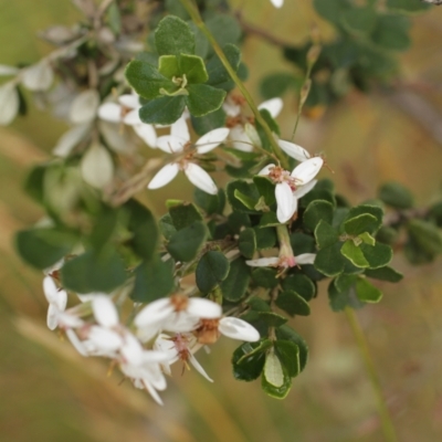 Olearia myrsinoides (Blush Daisy Bush) at Bimberi, NSW - 6 Feb 2021 by alexwatt