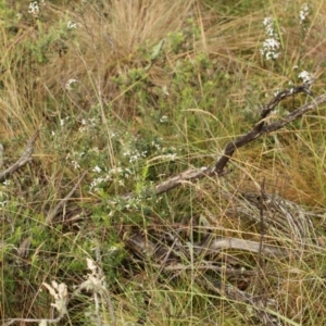 Olearia myrsinoides at Bimberi, NSW - 6 Feb 2021