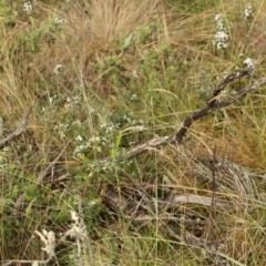 Olearia myrsinoides at Bimberi, NSW - 6 Feb 2021