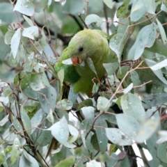 Polytelis swainsonii (Superb Parrot) at Ainslie, ACT - 9 Feb 2021 by jb2602