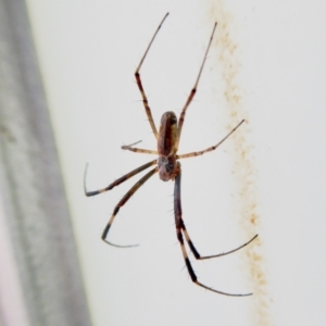 Trichonephila edulis at Yass River, NSW - 9 Feb 2021