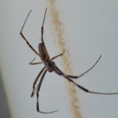 Trichonephila edulis at Yass River, NSW - 9 Feb 2021