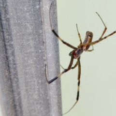 Trichonephila edulis at Yass River, NSW - 9 Feb 2021