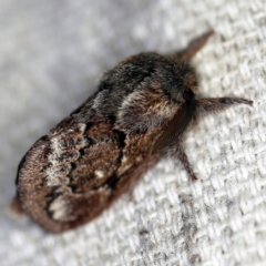 Pernattia pusilla (She-Oak Moth) at O'Connor, ACT - 7 Feb 2021 by ibaird
