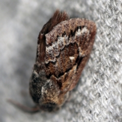 Pernattia pusilla at O'Connor, ACT - 7 Feb 2021