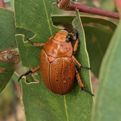 Anoplognathus porosus (Porosus Christmas beetle) at Hughes, ACT - 7 Feb 2021 by JackyF