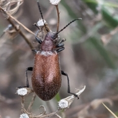 Ecnolagria grandis (Honeybrown beetle) at Red Hill Nature Reserve - 8 Feb 2021 by JackyF