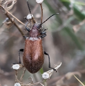 Ecnolagria grandis at Deakin, ACT - 8 Feb 2021