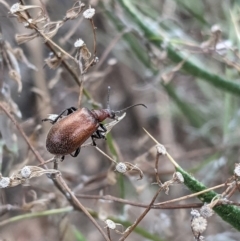 Ecnolagria grandis at Deakin, ACT - 8 Feb 2021