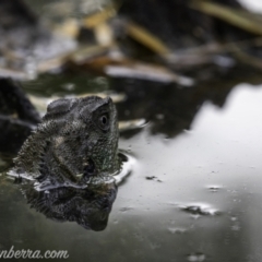 Intellagama lesueurii howittii (Gippsland Water Dragon) at Pialligo, ACT - 11 Jan 2021 by BIrdsinCanberra