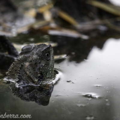Intellagama lesueurii howittii (Gippsland Water Dragon) at Pialligo, ACT - 12 Jan 2021 by JonSteinbeck