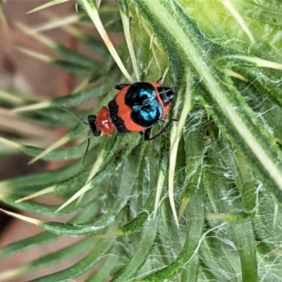 Dicranolaius cinctus (Notched-leg Red & Blue Flower Beetle) at Deakin, ACT - 8 Feb 2021 by JackyF
