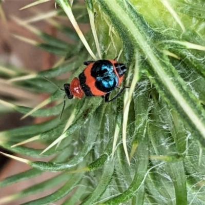 Dicranolaius bellulus (Red and Blue Pollen Beetle) at Deakin, ACT - 8 Feb 2021 by JackyF