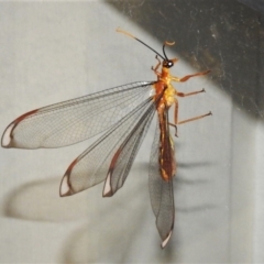 Nymphes myrmeleonoides (Blue eyes lacewing) at Wanniassa, ACT - 8 Feb 2021 by JohnBundock