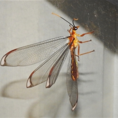 Nymphes myrmeleonoides (Blue eyes lacewing) at Wanniassa, ACT - 8 Feb 2021 by JohnBundock