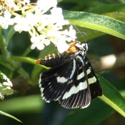 Phalaenoides glycinae (Grapevine Moth) at Hughes, ACT - 7 Feb 2021 by JackyF