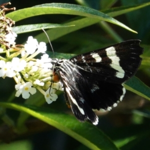 Phalaenoides glycinae at Hughes, ACT - 7 Feb 2021