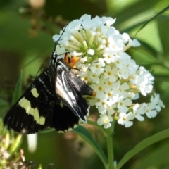 Phalaenoides glycinae at Hughes, ACT - 7 Feb 2021