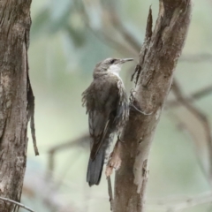 Cormobates leucophaea (White-throated Treecreeper) at Mount Ainslie - 9 Feb 2021 by jbromilow50