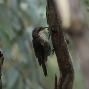 Cormobates leucophaea at Majura, ACT - 9 Feb 2021 03:35 PM