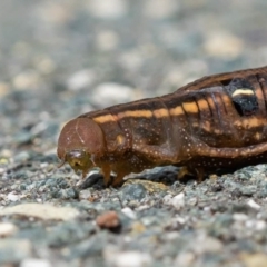 Hippotion scrofa (Coprosma Hawk Moth) at Paddys River, ACT - 31 Jan 2021 by sciencegal