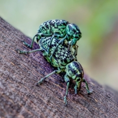 Chrysolopus spectabilis (Botany Bay Weevil) at Paddys River, ACT - 30 Jan 2021 by sciencegal