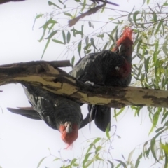 Callocephalon fimbriatum (Gang-gang Cockatoo) at Red Hill to Yarralumla Creek - 9 Feb 2021 by JackyF