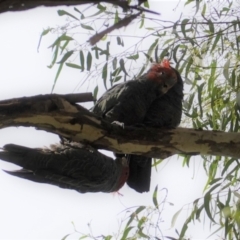 Callocephalon fimbriatum at Hughes, ACT - 9 Feb 2021