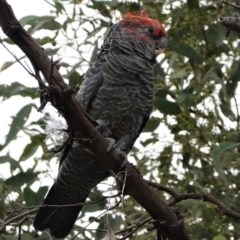 Callocephalon fimbriatum (Gang-gang Cockatoo) at GG100 - 8 Feb 2021 by JackyF