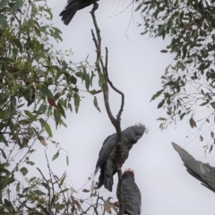 Callocephalon fimbriatum at Hughes, ACT - 9 Feb 2021