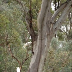 Callocephalon fimbriatum at Hughes, ACT - suppressed