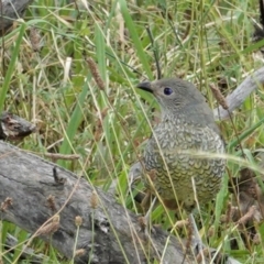 Ptilonorhynchus violaceus (Satin Bowerbird) at Red Hill Nature Reserve - 8 Feb 2021 by JackyF