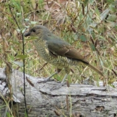 Ptilonorhynchus violaceus at Hughes, ACT - 8 Feb 2021 11:47 AM