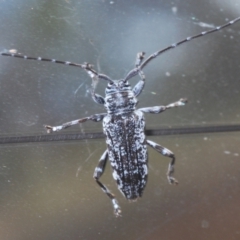 Disterna canosa (A longhorn beetle) at Kosciuszko National Park - 8 Feb 2021 by Harrisi