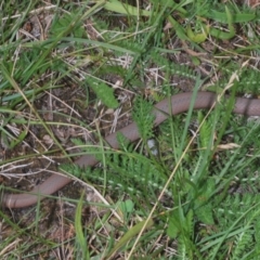 Drysdalia coronoides (White-lipped Snake) at Kosciuszko National Park, NSW - 8 Feb 2021 by Harrisi