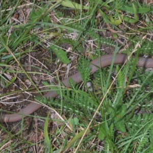 Drysdalia coronoides at Kosciuszko National Park, NSW - 8 Feb 2021