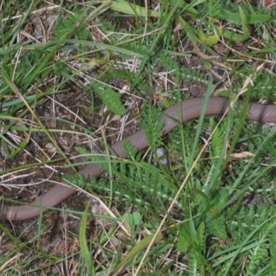 Drysdalia coronoides (White-lipped Snake) at Kosciuszko National Park - 8 Feb 2021 by Harrisi