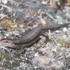 Pseudemoia entrecasteauxii (Woodland Tussock-skink) at Kosciuszko National Park, NSW - 8 Feb 2021 by Harrisi