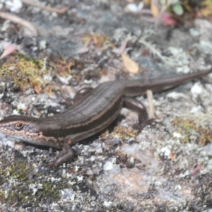 Pseudemoia entrecasteauxii at Kosciuszko National Park, NSW - 8 Feb 2021 03:11 PM