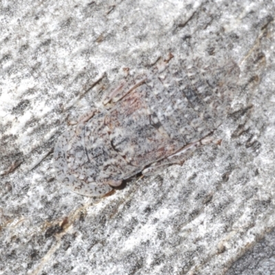 Stenocotis depressa (Leafhopper) at Kosciuszko National Park, NSW - 8 Feb 2021 by Harrisi